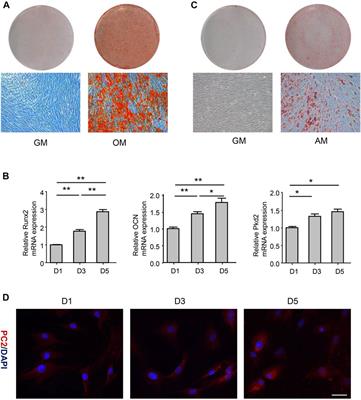 Polycystin-2 mediates mechanical tension-induced osteogenic differentiation of human adipose-derived stem cells by activating transcriptional co-activator with PDZ-binding motif
